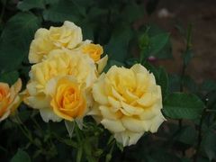 -花木兰花艺MULAN(温馨花园店)