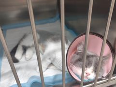 -暖阳宠物医院·犬猫康复中心·骨科