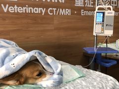 -爱侣宠医·鹦鹉专科·小型哺乳类·异宠专科(灵石路店)