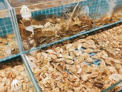 -港畔赶海蒸汽海鲜烧烤自助(仙螺岛店)