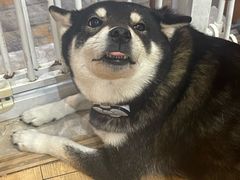 -是阿柴呀！柴犬咖啡·爱喵喵猫咖
