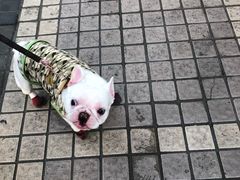 -王家沙点心店(西康路店)