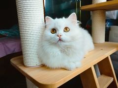 -欣宠猫屋·矮脚拿破仑·蓝金金渐层