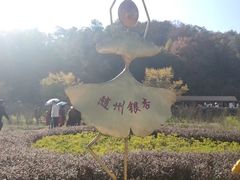 -千年银杏谷文化旅游区