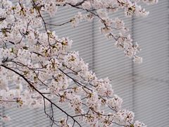 -龙美术馆(西岸馆)