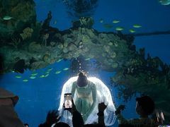 -海合安武汉极地海洋公园
