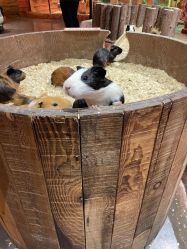 -Zoolung Zoolung动物主题公园(海信广场店)