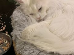 -猫小院猫主题咖啡厅(北锣店)