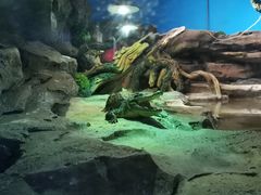 -沙沙哗啦海洋馆(华宇百花谷店)