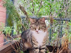 -喵屿·大理花园猫咖