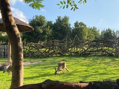 -泉州海丝野生动物世界