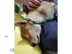 -逗柴咖啡屋·狗咖猫咖宠物桌游