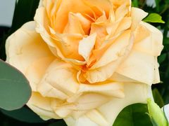 -重庆市江北嘴中央商务区中央公园