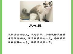 -柚子猫舍·精品猫舍购猫·猫咪认养·购宠·宠物店