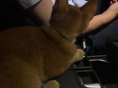 -东莞宠友24H宠物中心医院·转诊夜诊·异宠(新河北路院)