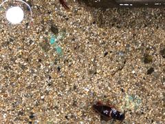 -上海大自然野生昆虫馆(东方明珠·爬宠昆虫探索中心)