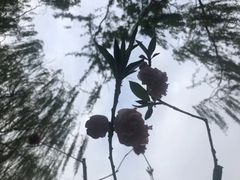 -泰丰公园