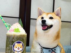 -逗柴咖啡屋·狗咖猫咖宠物桌游