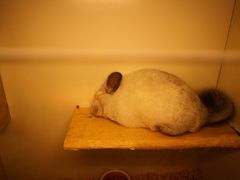 -龙猫仔乐园(惠福东路店)