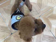 -宠伴小精灵宠物店(鼓楼店)