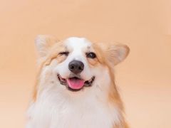 -萌宠之家·腊肠犬·马尔泰·小体犬舍