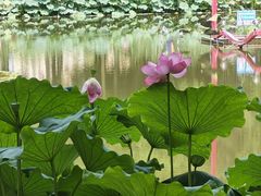 -陈家山荷花公园