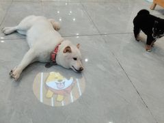 -柴犬小屋·柴餐厅·狗咖食堂(金鼎广场店)