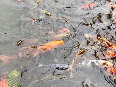 -成都杜甫草堂博物馆