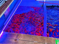 -山东柏宁水族批发广场