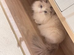 -藏猫猫咖啡主题馆(中央大道店)