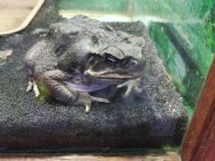 -上海大自然野生昆虫馆(东方明珠·爬宠昆虫探索中心)