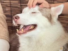 -星多哈·狗咖·拼豆·咖啡