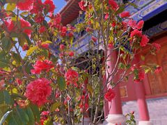 -崇圣寺三塔文化旅游区