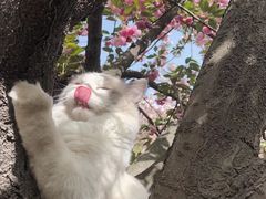 -深圳四季酒店·馥自助餐厅