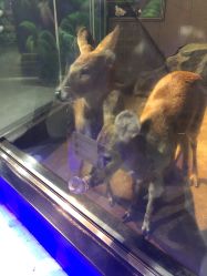 -未来动物城动物主题公园(大悦城店)