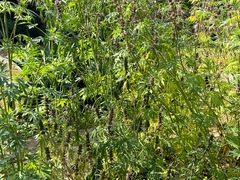 -广西壮族自治区药用植物园