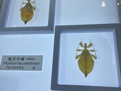 -上海昆虫博物馆