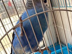 -车美美洗车美容(枫叶路店)