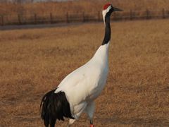 -盐城丹顶鹤湿地生态旅游区