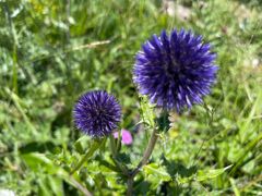 -白草畔自然风景区