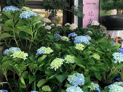 -溪岸路花鸟市场