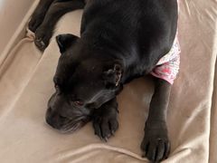 -北京派仕佳德动物医院·超导核磁·CT·神经科·骨科·内外科·急重症管理中心