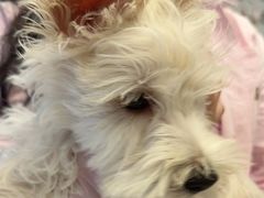 -瑞派康怡24h宠物医院·犬猫医疗中心·微创绝育(瑞景分院)