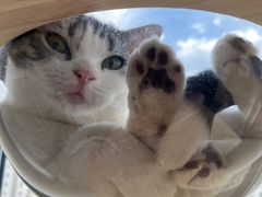 -猫大福·Fortune Cat猫舍(百子湾店)