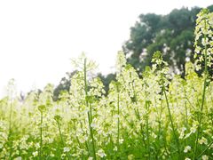 -洪湖家庭农场·团建·露营·会议
