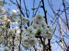 -天适樱花悠乐园