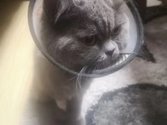 -伟伟宠物医院·瑞派猫友好医院·猫科(光谷店)