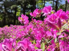-庐山风景名胜区