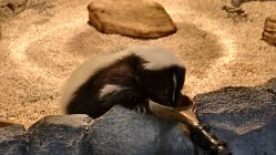 点击看大图 -Zoolung Zoolung动物主题公园(海信广场店)