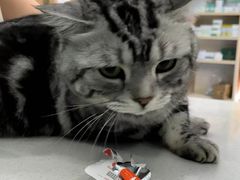 -博特宠物医院24h犬猫全科.骨科·异宠